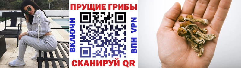 даркнет сайт  Свободный  Галлюциногенные грибы Psilocybe 